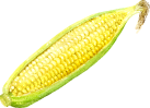 corn